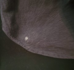 Harley-Davidson Button-Down Long Sleeve Gray Shirt 31″L 21″W 21″ Sleeve READ